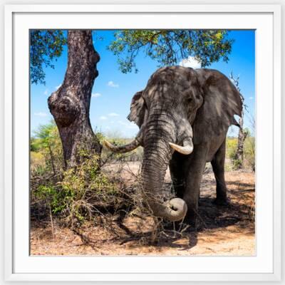 More to Love 6 - Shop Animals