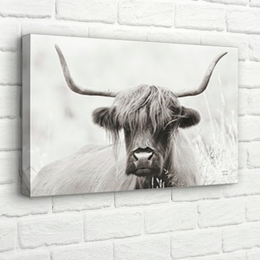 Discover More- Shop Canvas