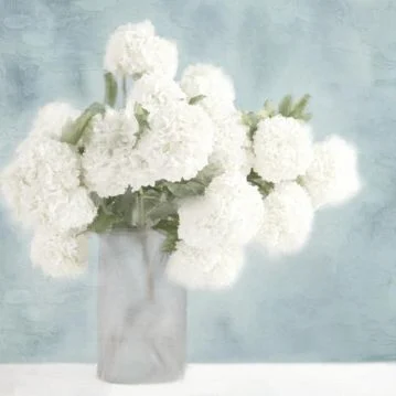 Collections 7 - Shop Botanical
