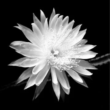 Collections 5 - Shop Black & White Photography